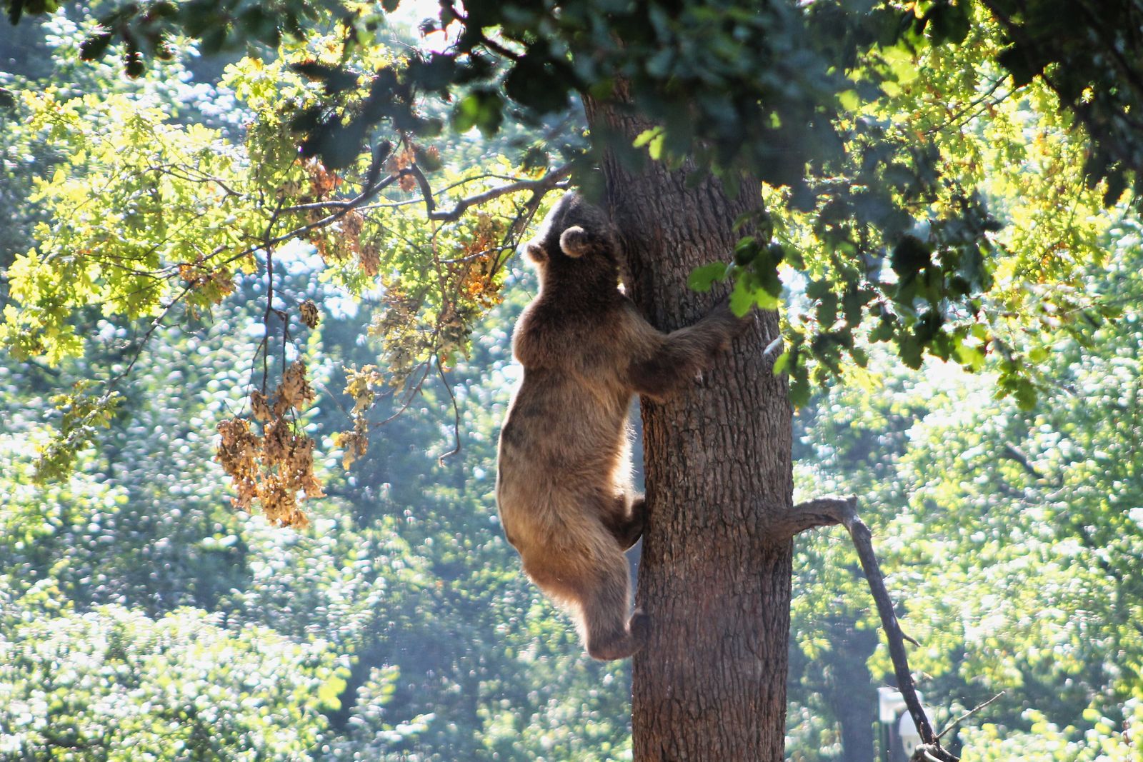 A rescued brown bear climbing a tree in a forest enclosure at the Libearty bear sanctuary near Zărnești